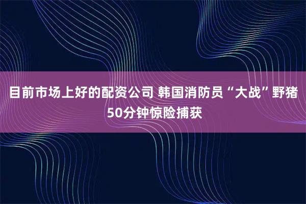 目前市场上好的配资公司 韩国消防员“大战”野猪 50分钟惊险捕获