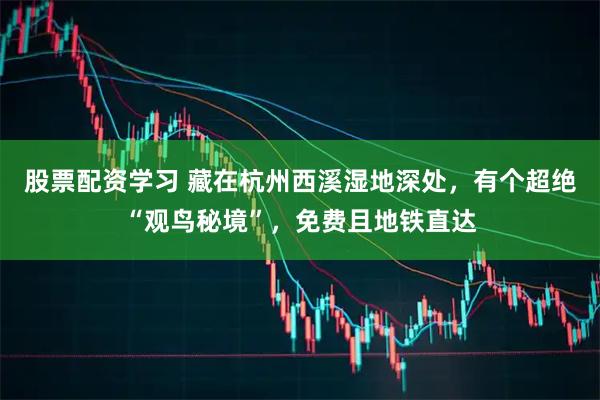 股票配资学习 藏在杭州西溪湿地深处，有个超绝“观鸟秘境”，免费且地铁直达